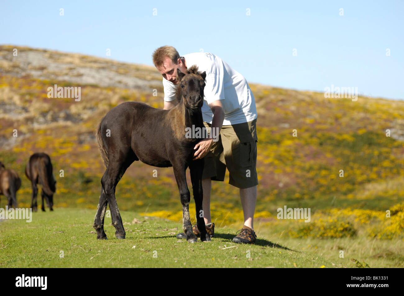 L'uomo con la Collina di Dartmoor Pony Foto Stock