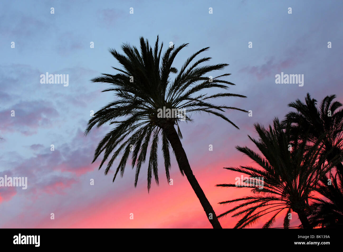 Blu e rosso arancione tramonto con washingronia palme sunrise Foto Stock