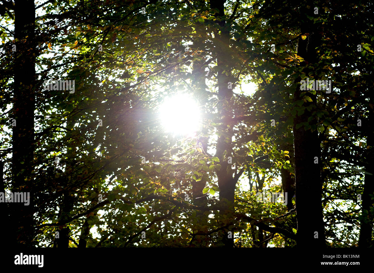 Sole che splende attraverso foglie Foto Stock