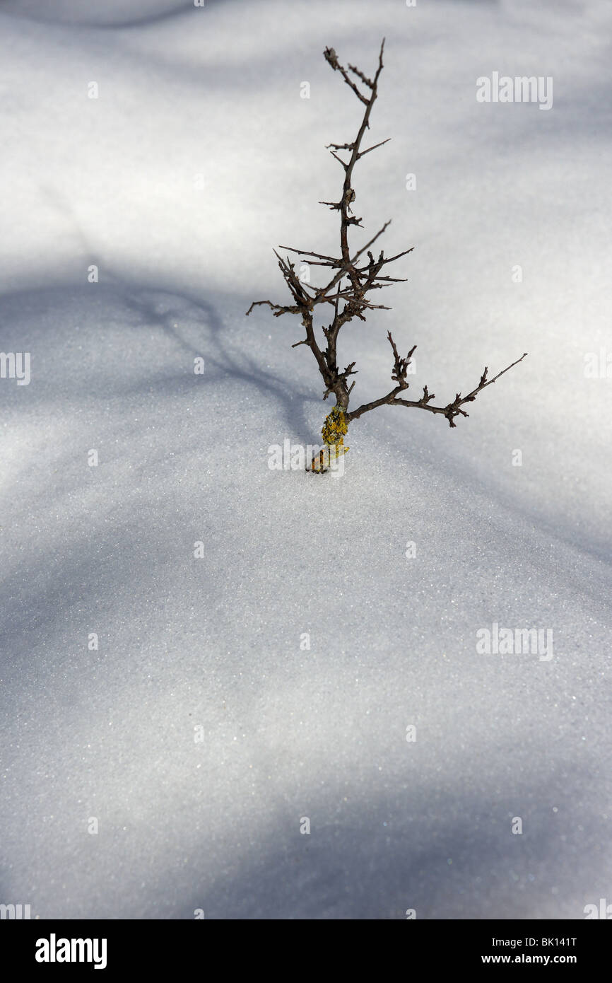 Ramo essiccato lonely tree metafora neve invernale deserto dune Foto Stock