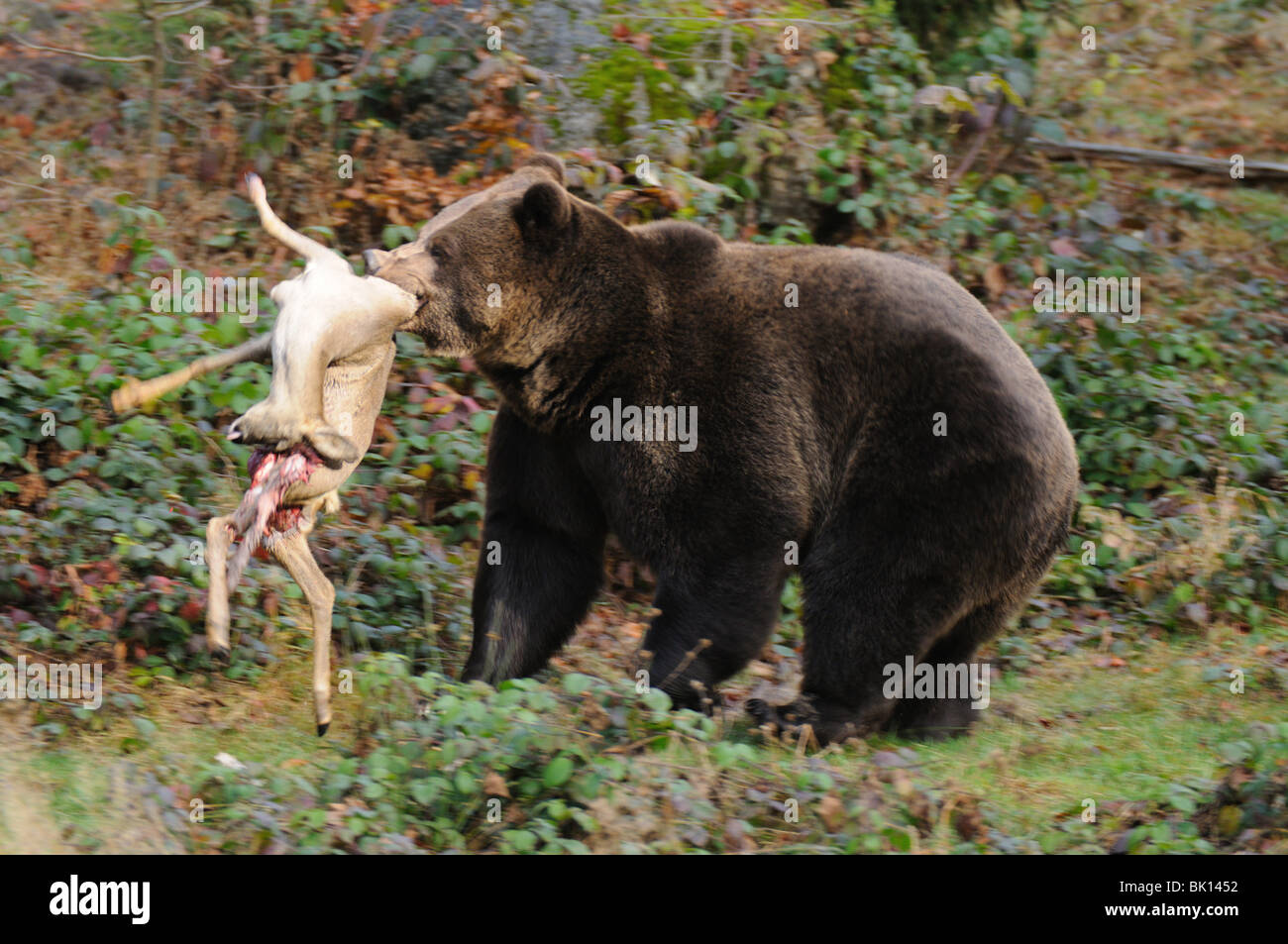 Unione orso bruno con la preda Foto Stock