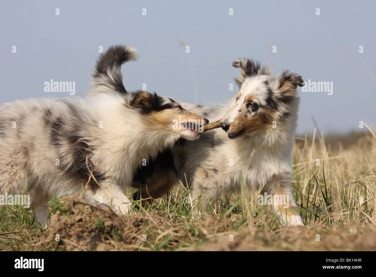 Shetland Sheepdog cuccioli Foto Stock
