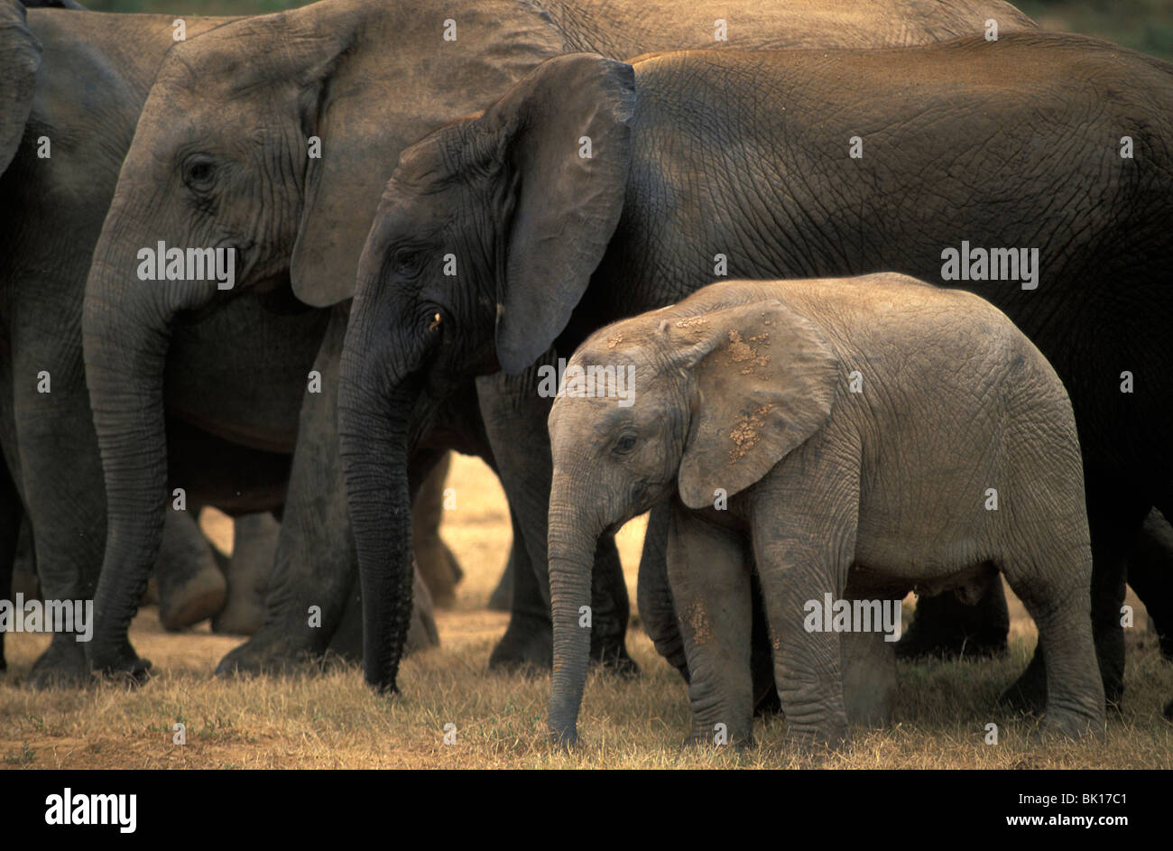 Sud Africa, Addo Elephant Park Foto Stock