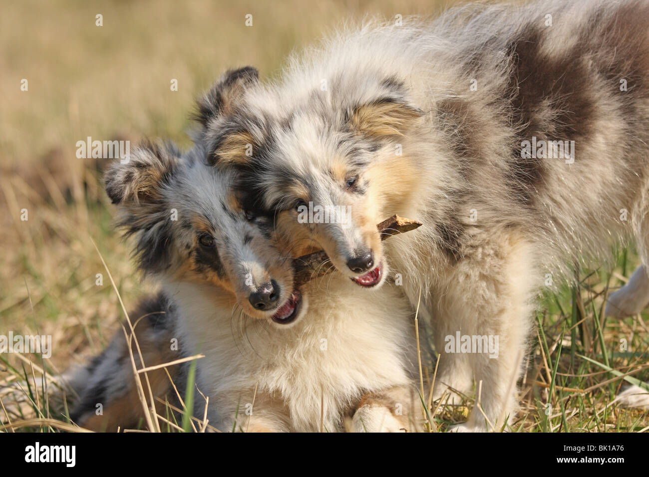 Shetland Sheepdog cuccioli Foto Stock