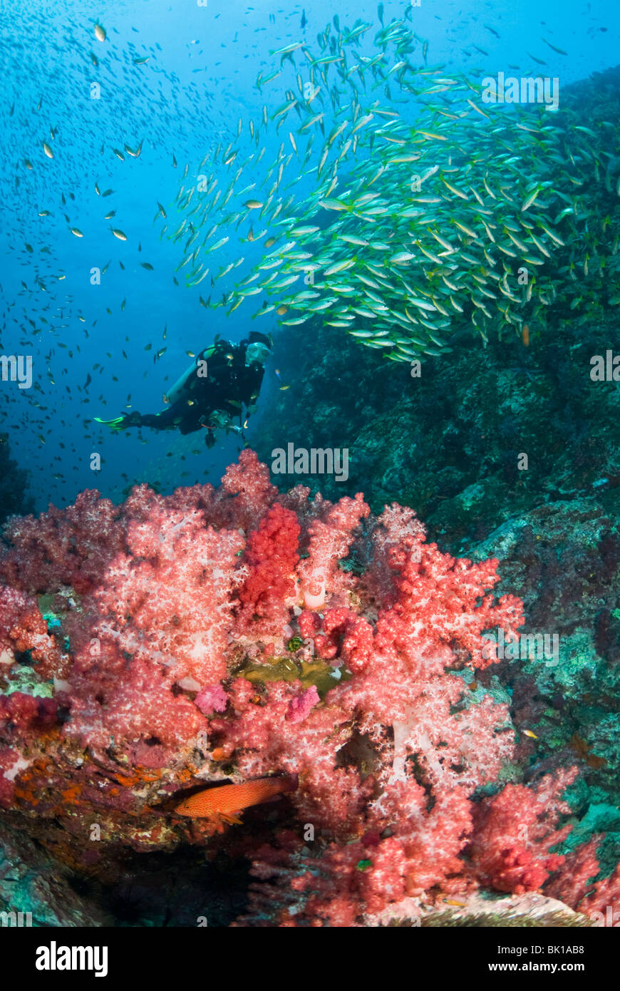 Subacqueo e la scuola francese di grugniti, sul Mare delle Andamane, Richelieu Rock Foto Stock