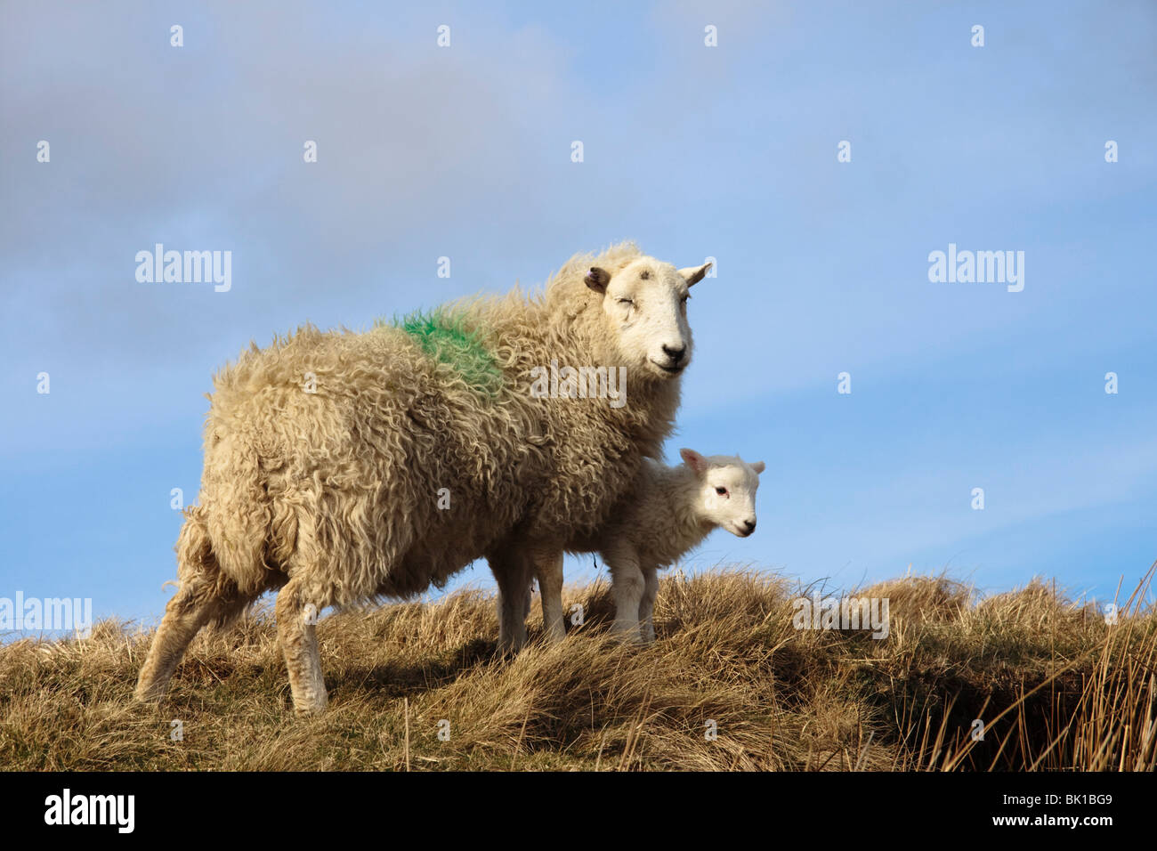 Pecora con agnello a molla, il Galles Centrale Foto Stock