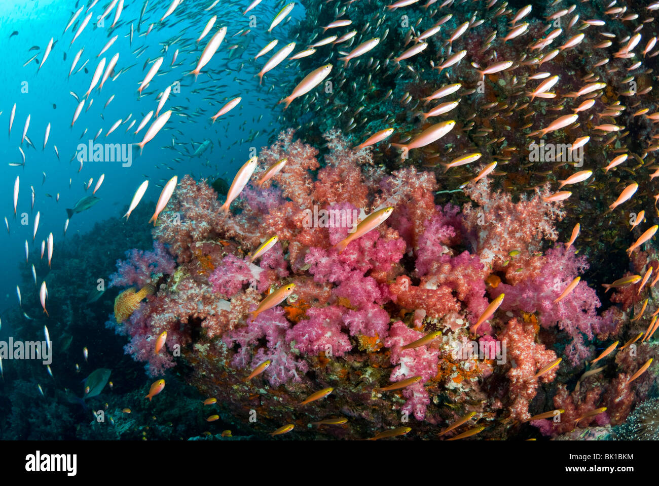 Ricca di corallo e patch fusiliers , sul Mare delle Andamane, Richelieu Rock Foto Stock