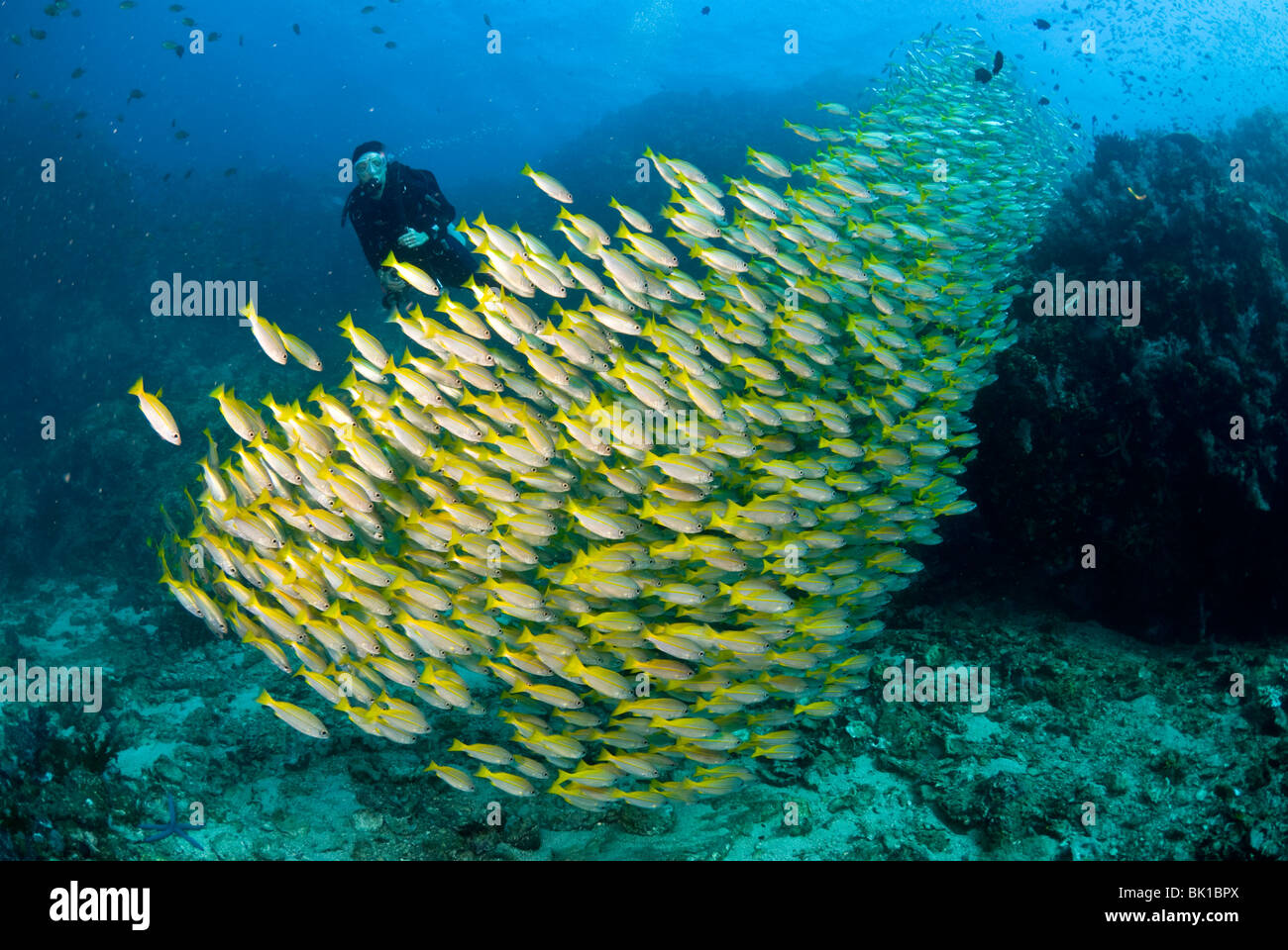 Subacqueo e la scuola francese di grugniti, sul Mare delle Andamane, Richelieu Rock Foto Stock