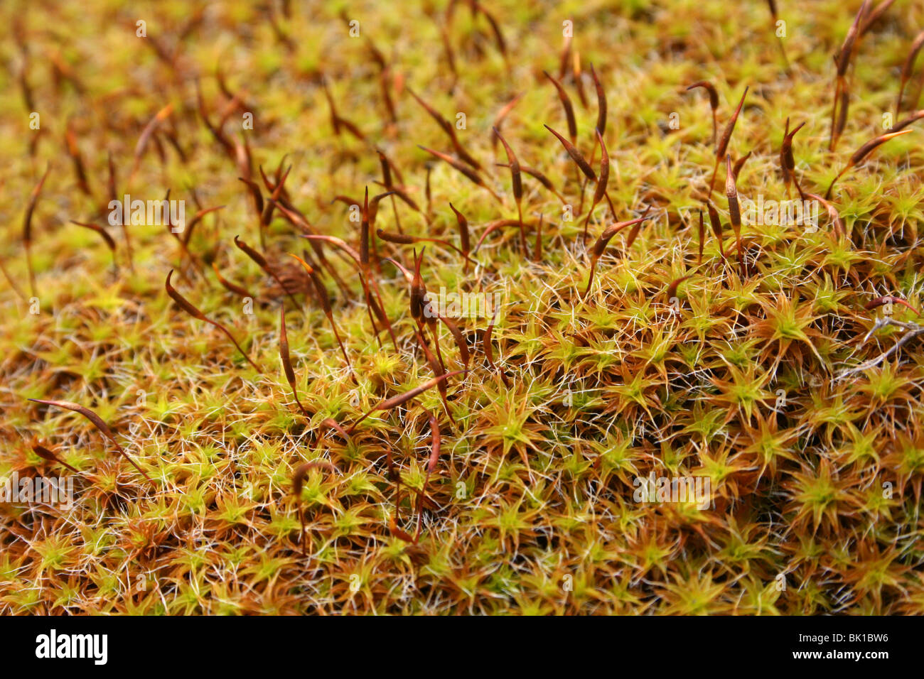 Star Moss Polytrichium sp. Mostra Sporophytes riproduttiva, costa di Sefton, Merseyside, Regno Unito Foto Stock