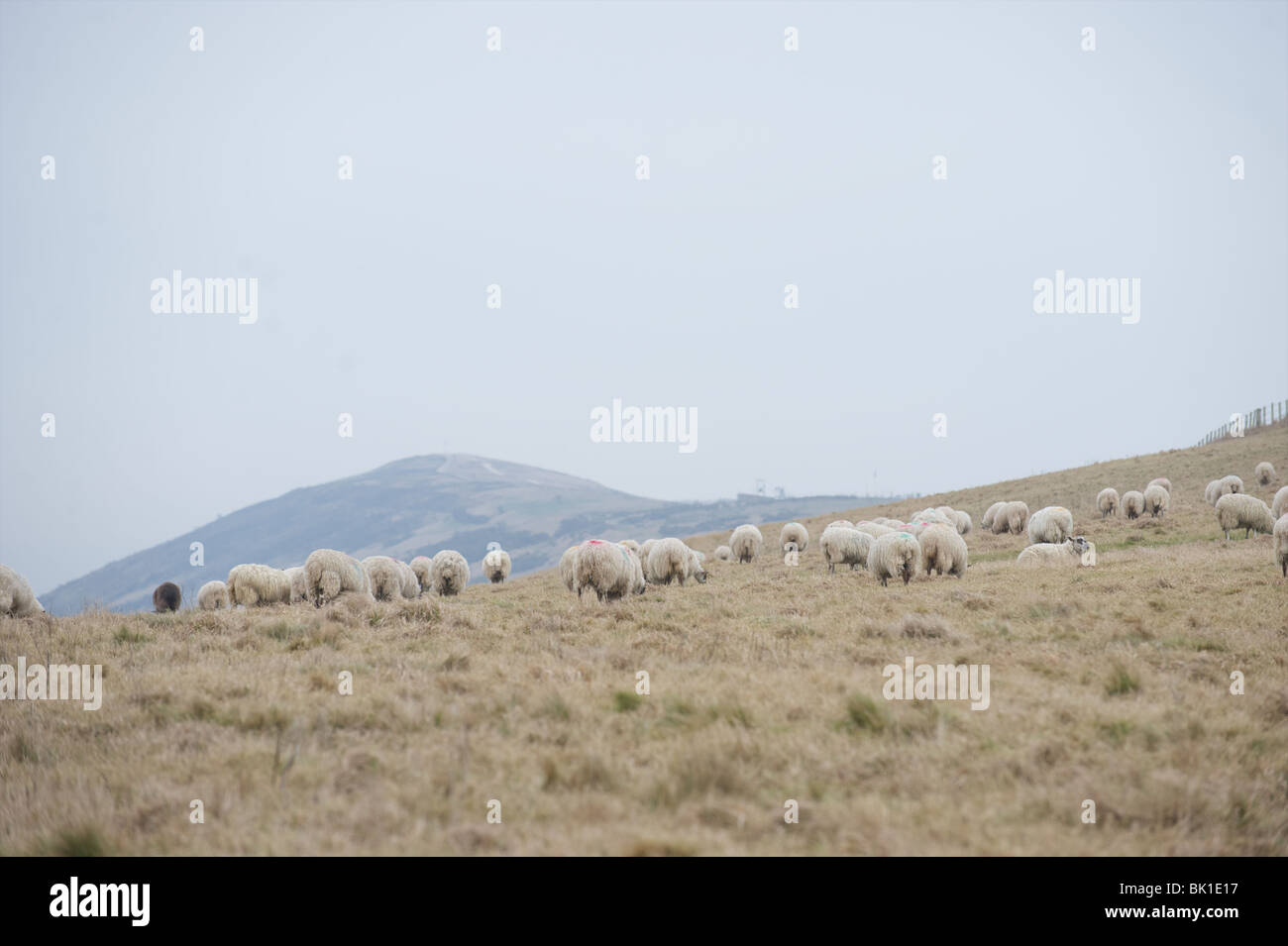 Lato paese con pecore al pascolo Foto Stock