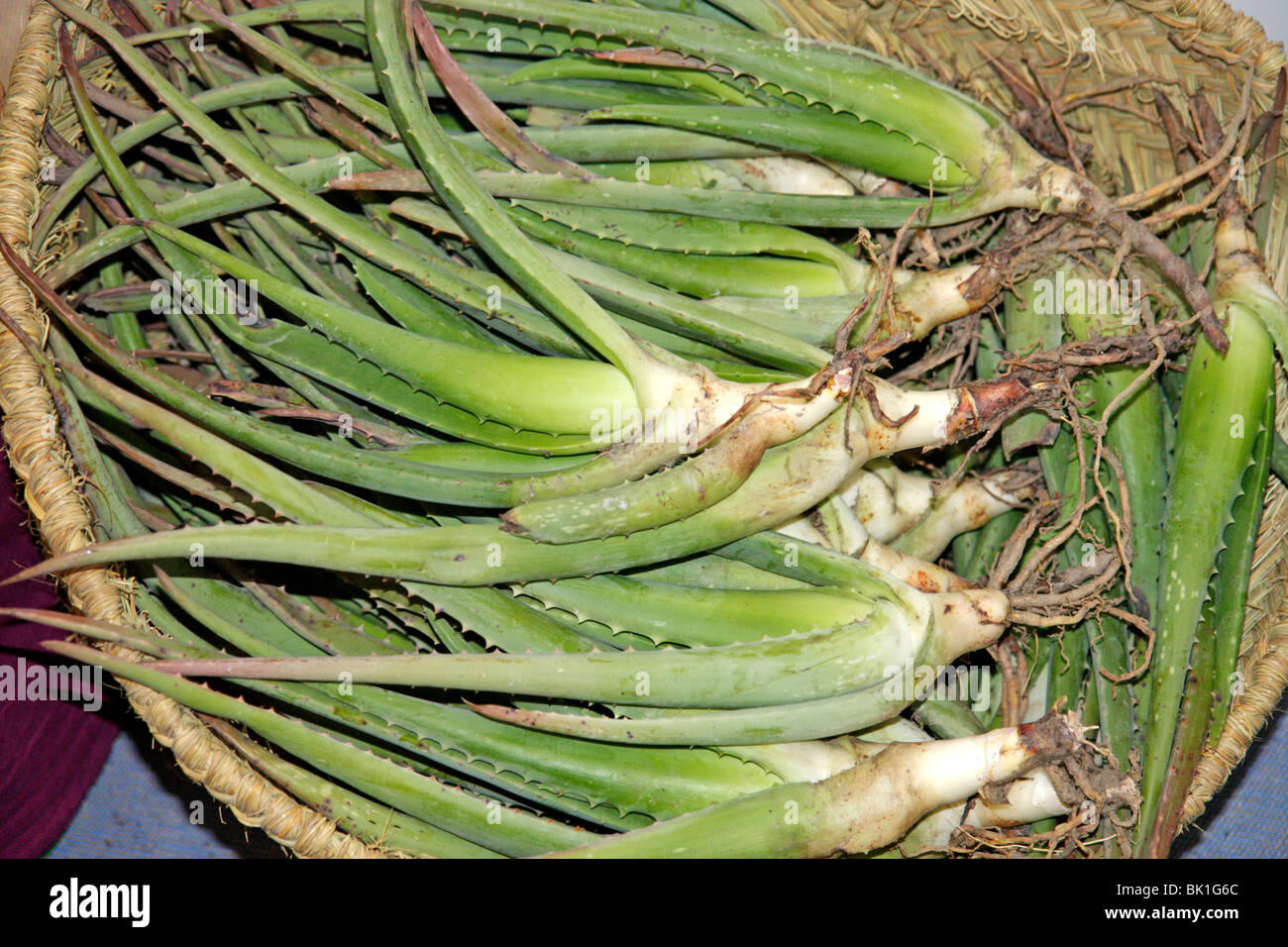 Aloe vera in vendita. Fira di natura. Lleida. La Catalogna, Spagna. Foto Stock