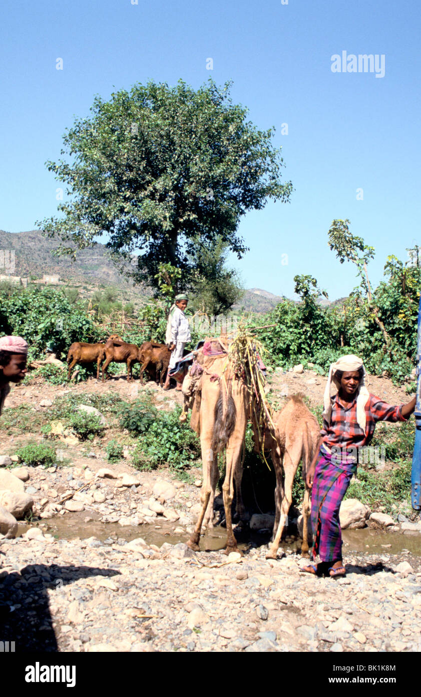 I cammelli di bere a Wadi Dhabab, Yemen Foto Stock