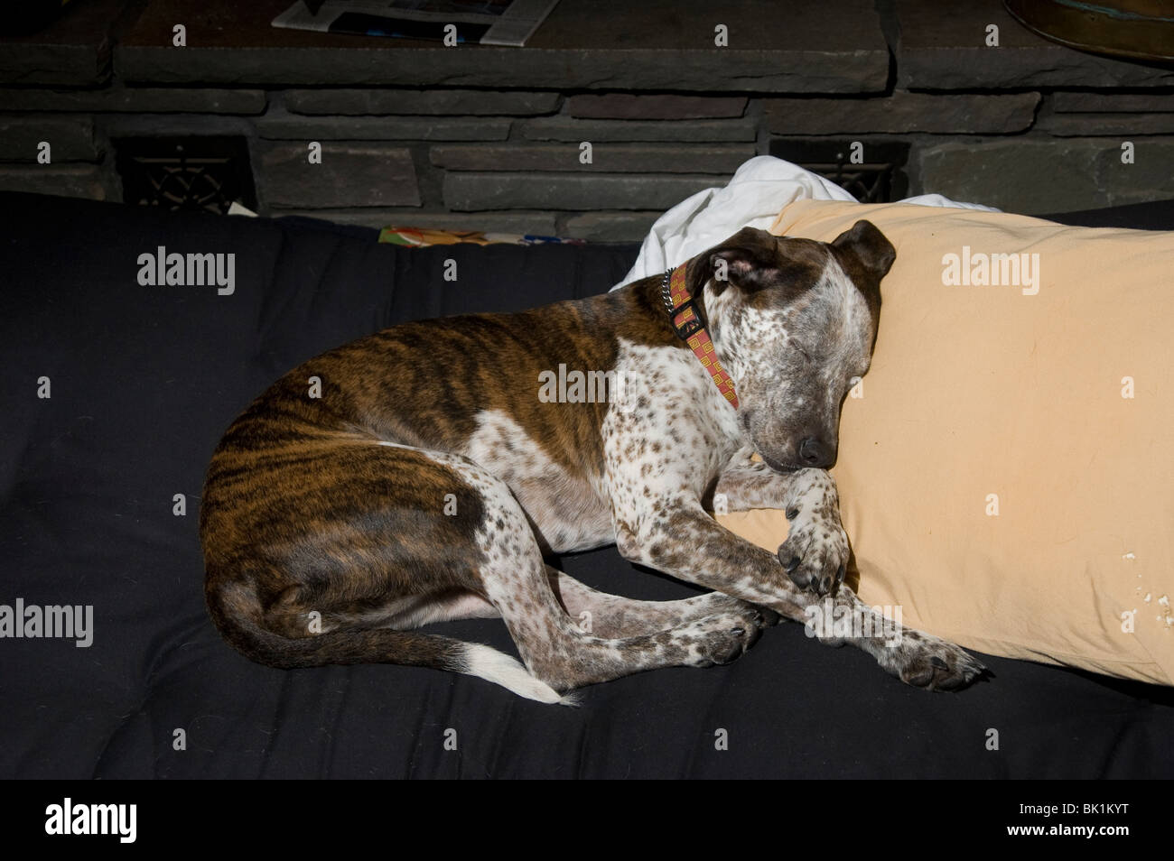 Un cane è avvolto a ricciolo, dormire su un cuscino. Foto Stock