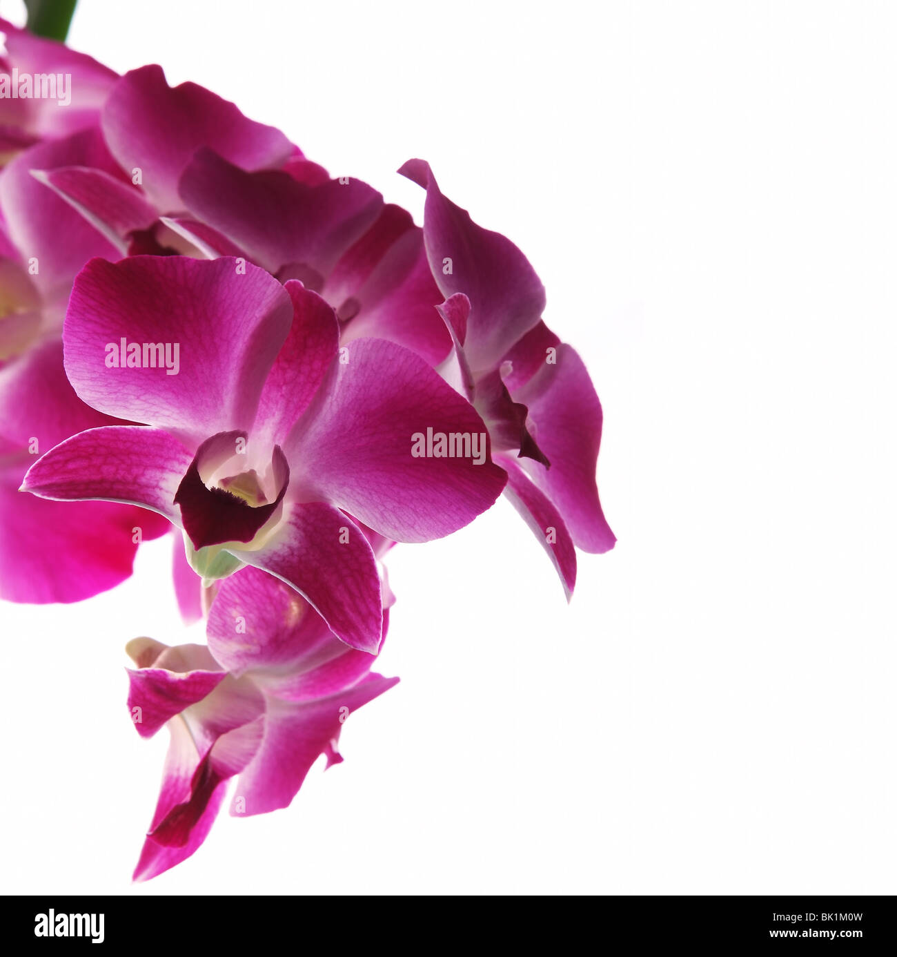 Ramo di orchidee viola isolato su sfondo bianco Foto Stock
