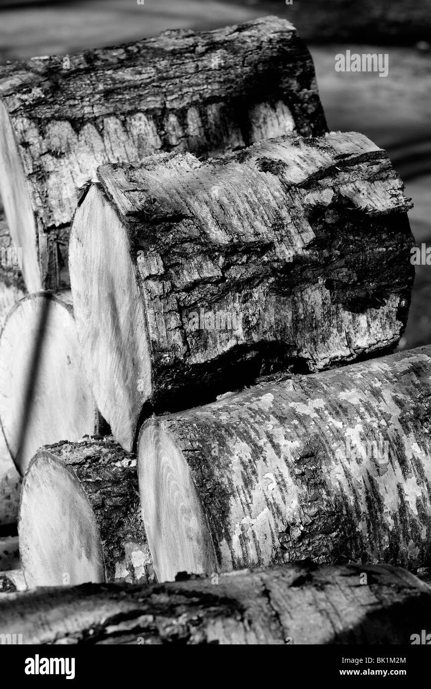 I registri del cut albero in bianco e nero Foto Stock