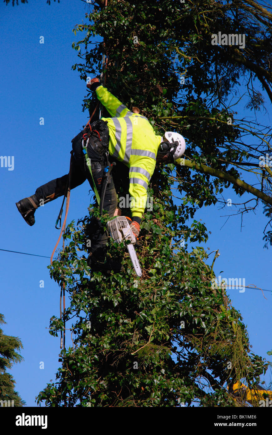 Abbattimento degli alberi per impedire il contatto con il tettuccio di fili elettrici Foto Stock