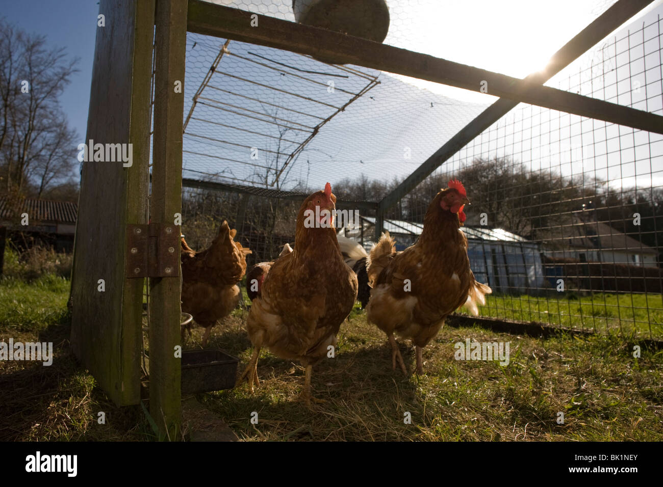 Free range hen polli vagare in un campo verde appartenenti ad una fattoria smallholding in North Somerset, Inghilterra. Foto Stock