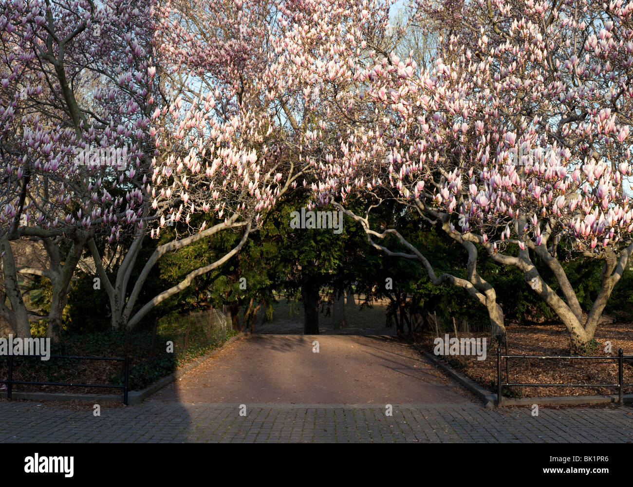 Central Park Tulip alberi e fiori di magnolia in primavera Foto Stock