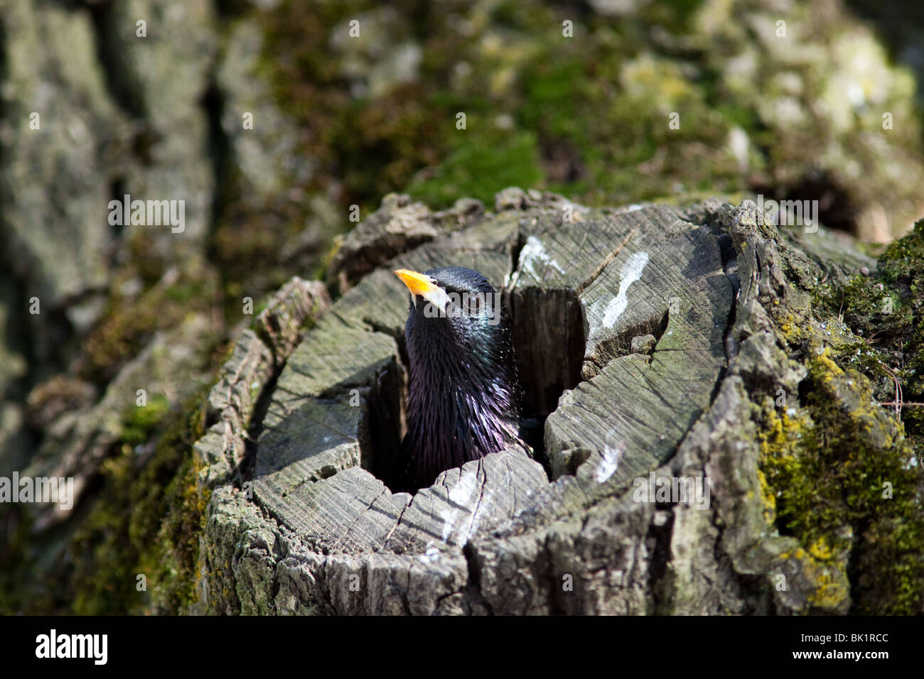 Starling comune (Sturnus vulgaris) guardare fuori della cava del tronco di un albero. Foto Stock