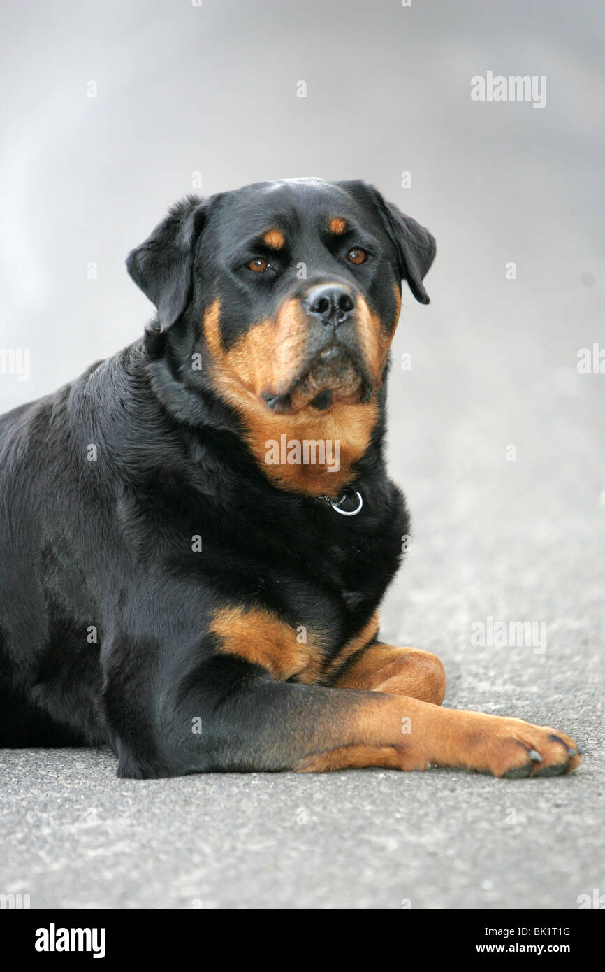 Femmina cane Rottweiler Foto Stock