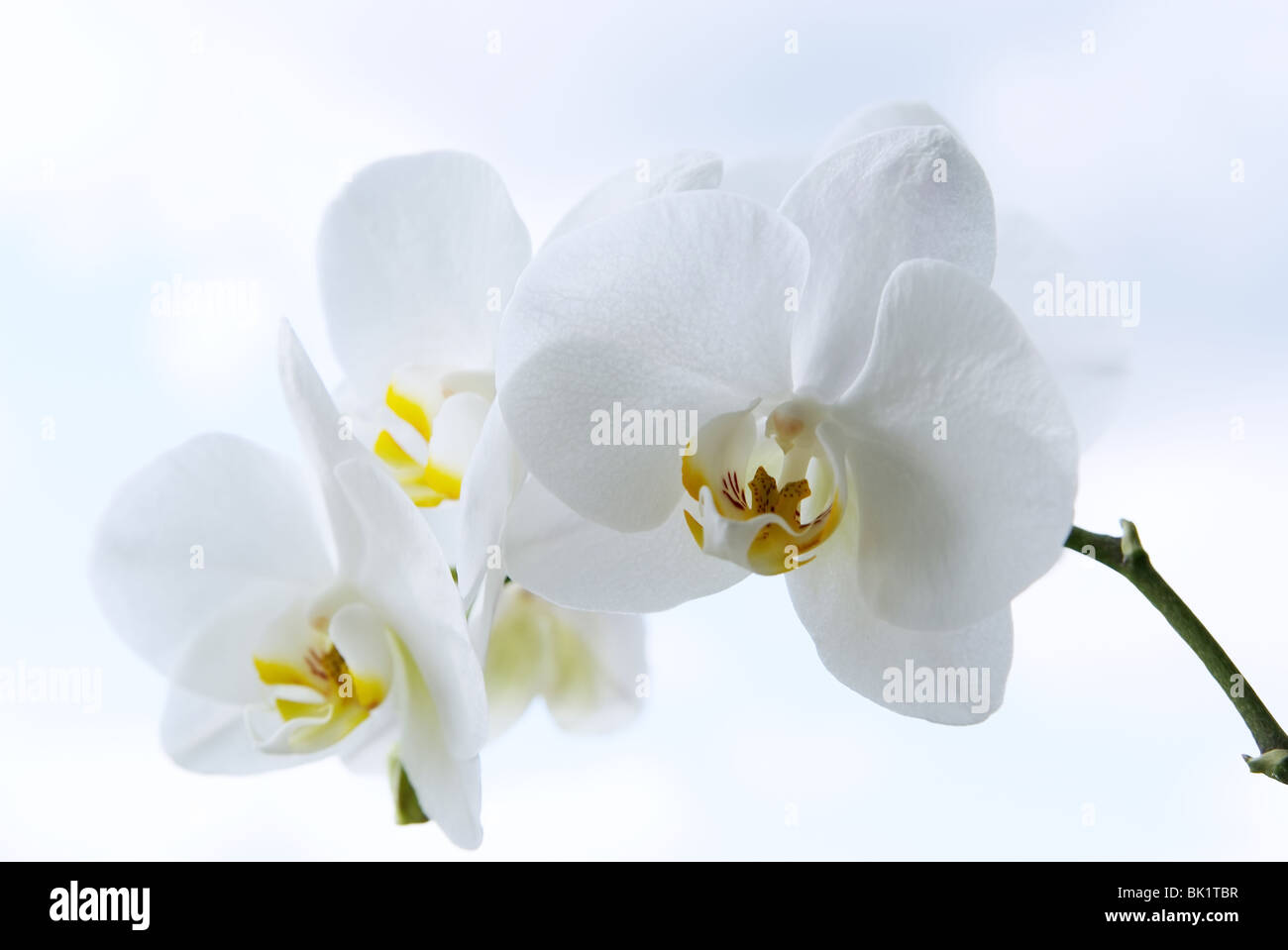 Le orchidee bianche isolato su bianco e lo sfondo del cielo Foto Stock