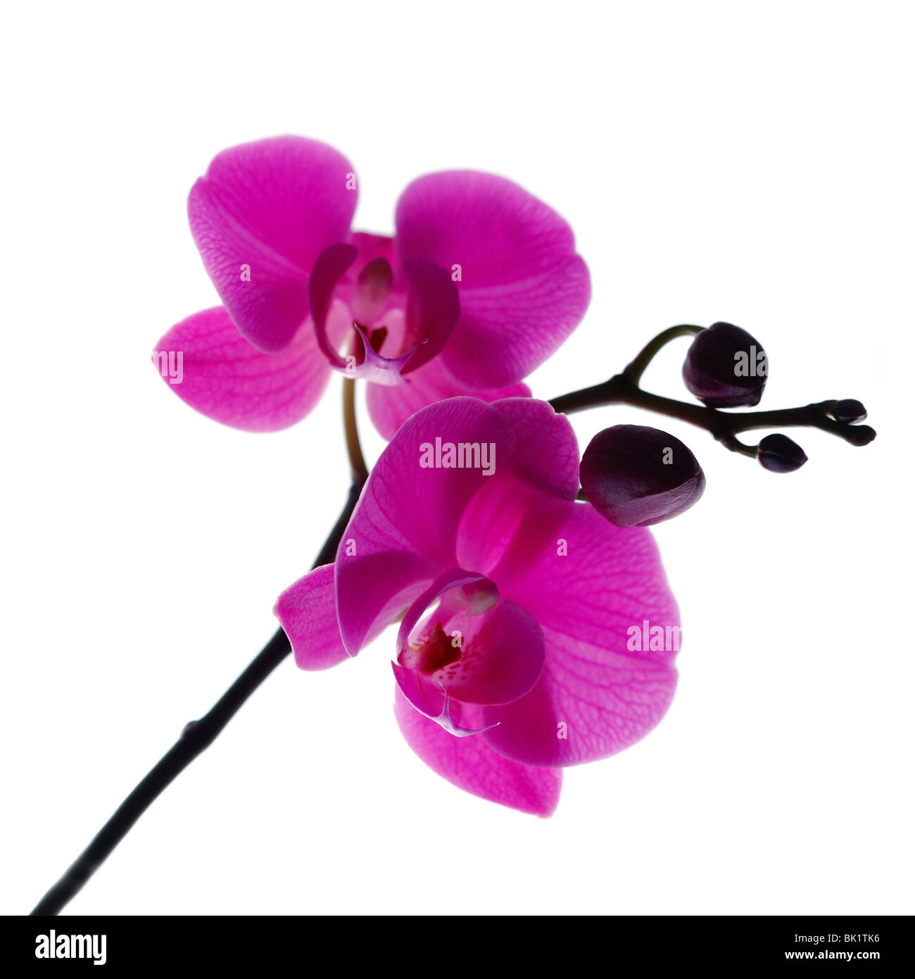 Orchidea viola isolato su sfondo bianco Foto Stock