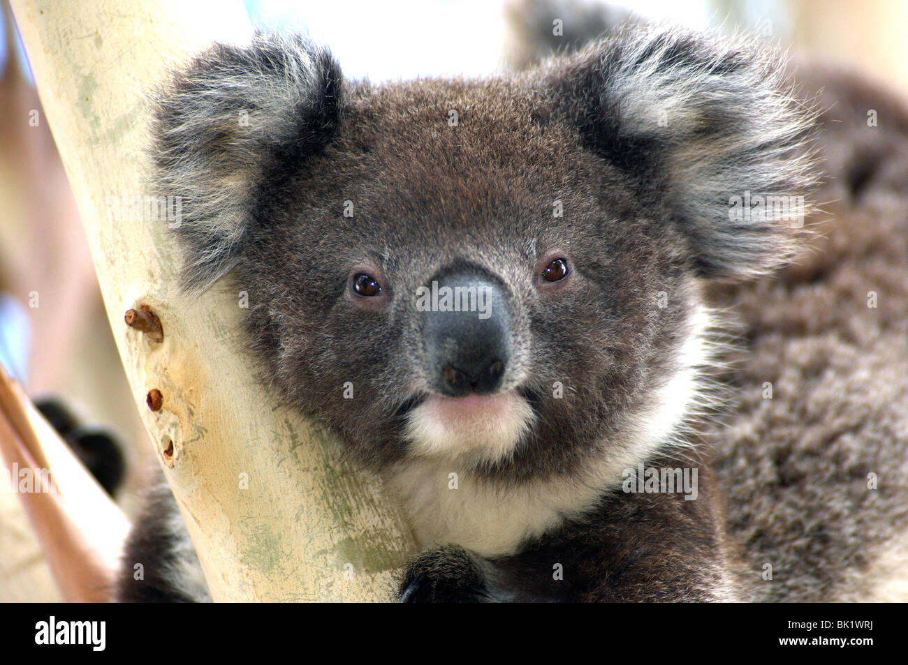 Giovani Koala in appoggio nella struttura ad albero con sua madre. Foto Stock