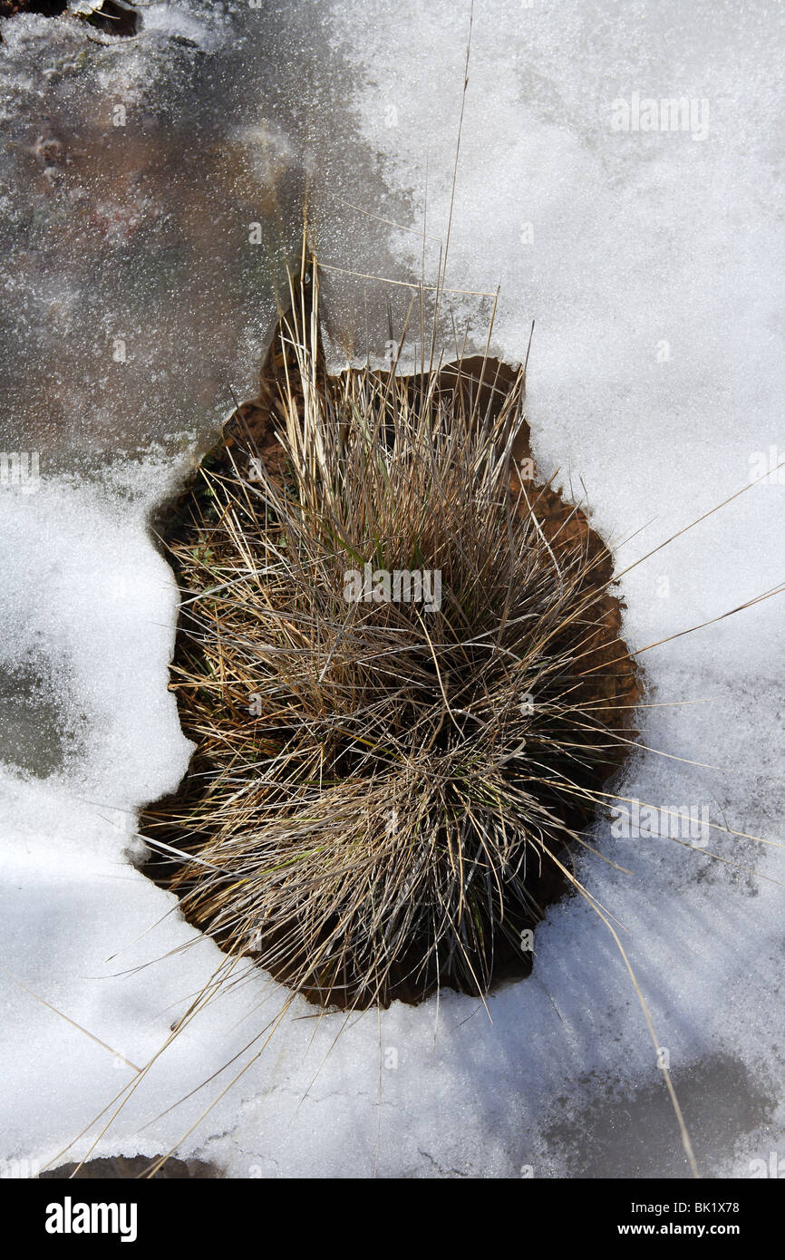 Pianta seccata in una neve ghiacciata suolo bianco inverno Foto Stock