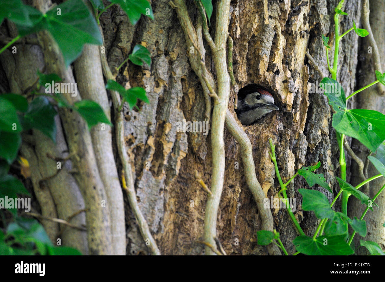 Il novellame di picchio rosso maggiore (Dendrocopos major) al foro di nido Foto Stock