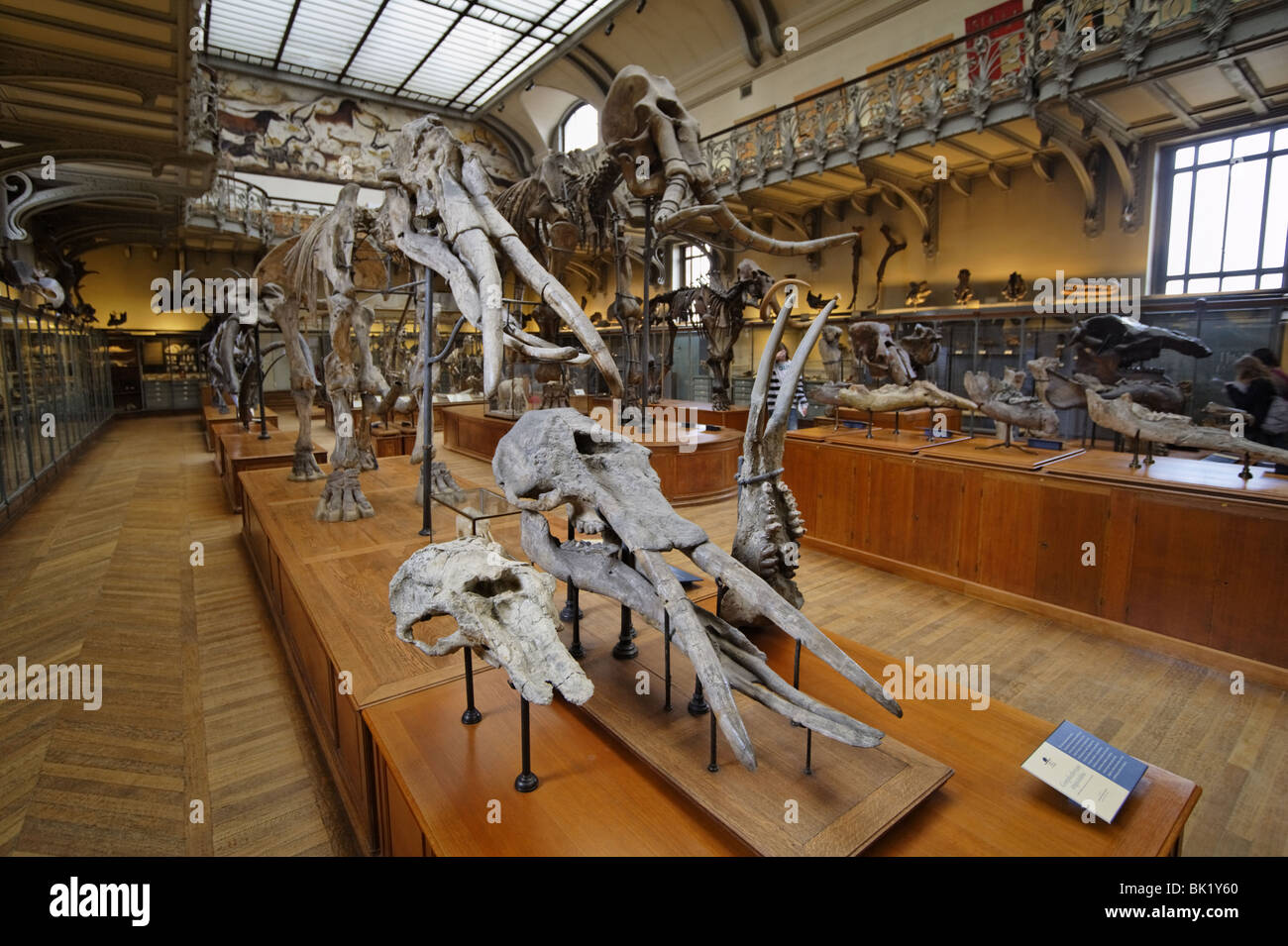 Mostra in un Museo di Storia Naturale di Parigi Foto Stock