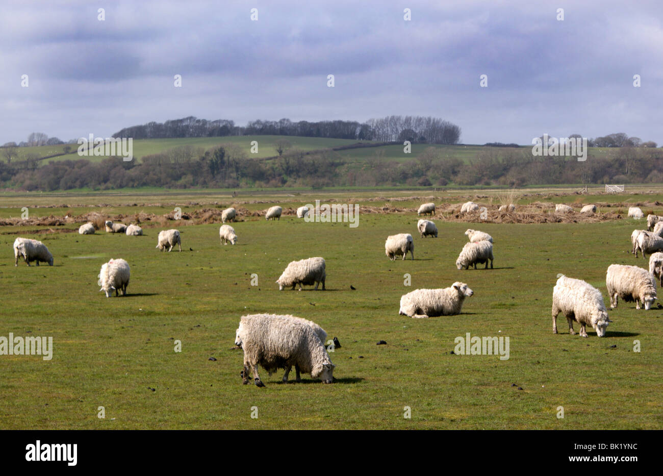 Pecore in un campo su Romney Marsh con le colline e gli alberi dietro in distanza. Il cielo è scuro e nuvoloso. Foto Stock