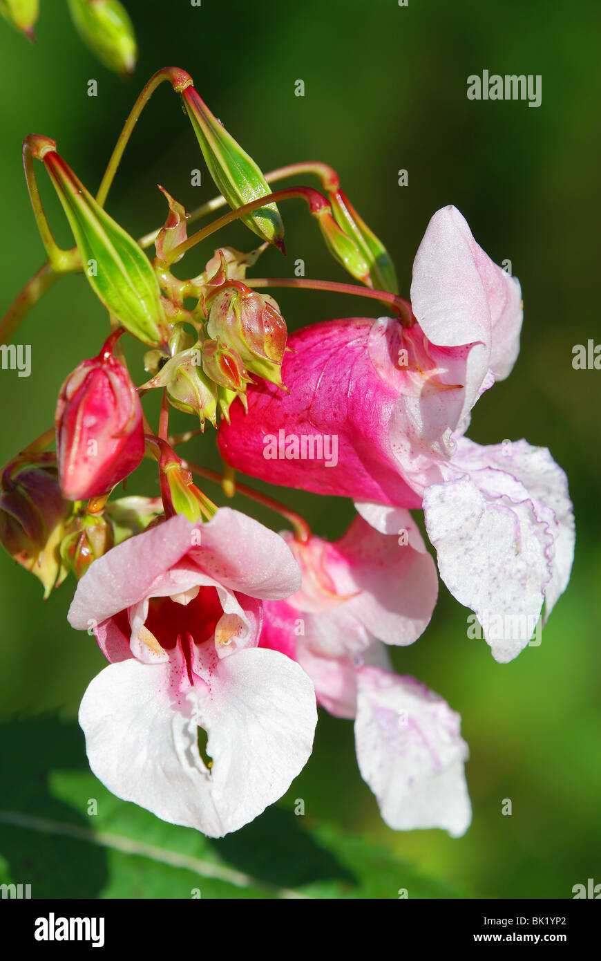 Balsamo indiano - Impatiens glandulifera royle Foto Stock