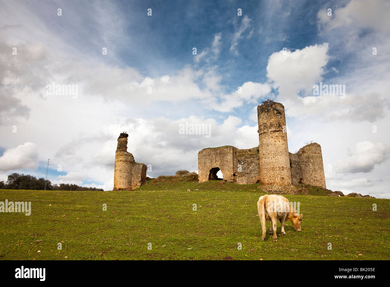 Il pascolo di bestiame accanto a un castello storico Foto Stock