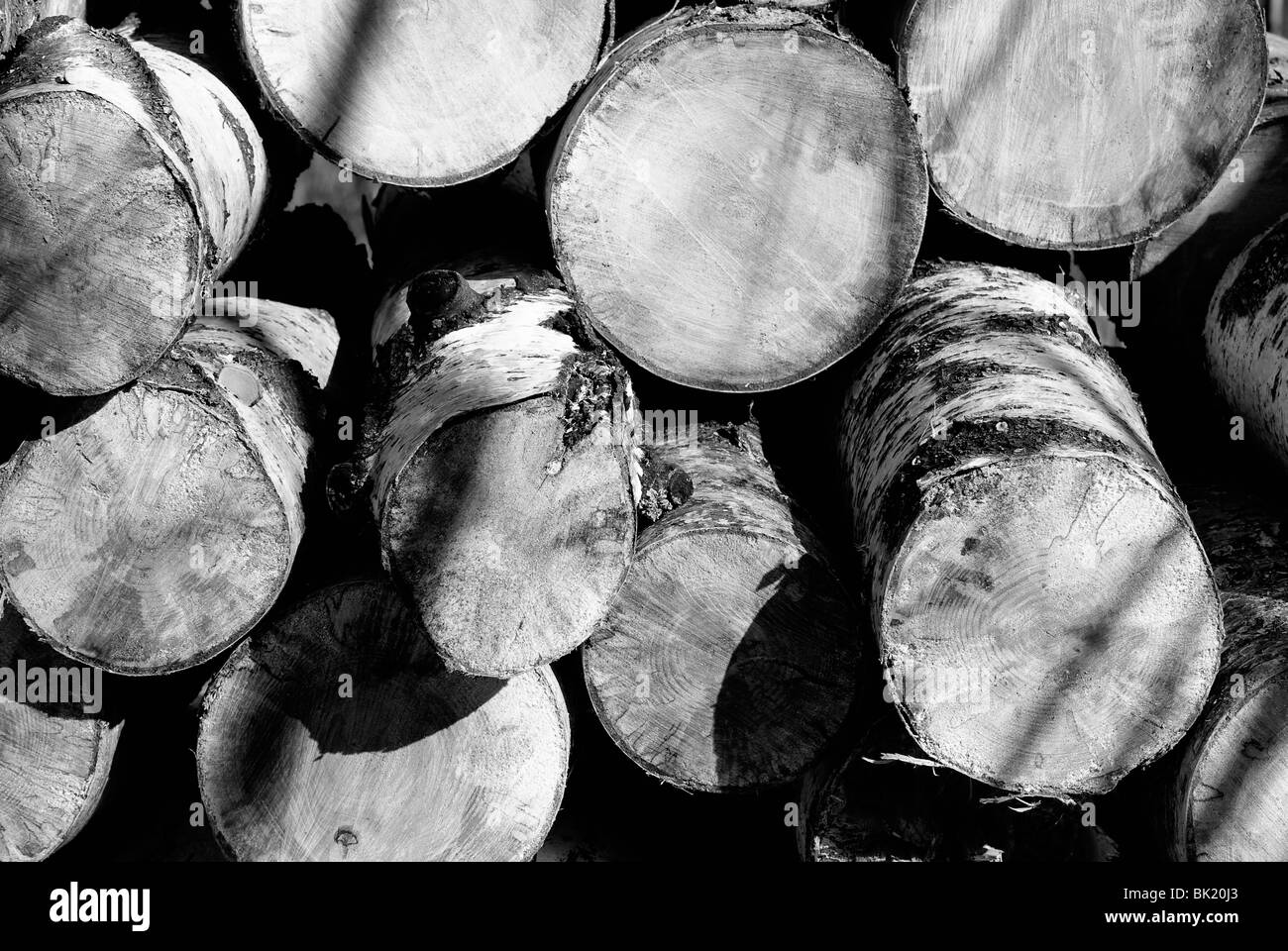 In bianco e nero di tronchi di albero di taglio Foto Stock