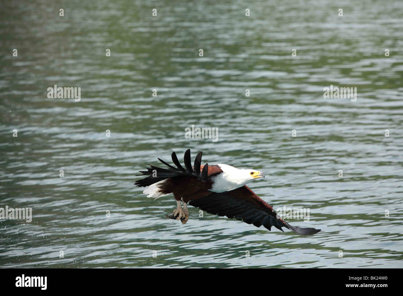 Un pesce africano Eagle le mosche e le catture di pesci di lago Malawi vicino a Cape Maclear in Malawi Foto Stock