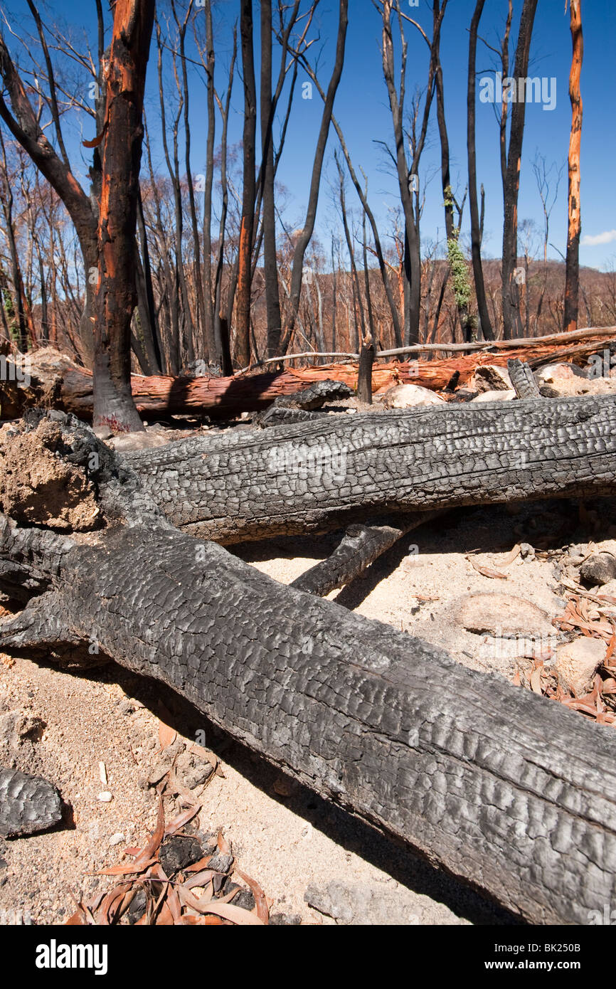 I boschi distrutti dagli incendi boschivi vicino Michelago, Nuovo Galles del Sud, Australia, nel dicembre 2009. Foto Stock