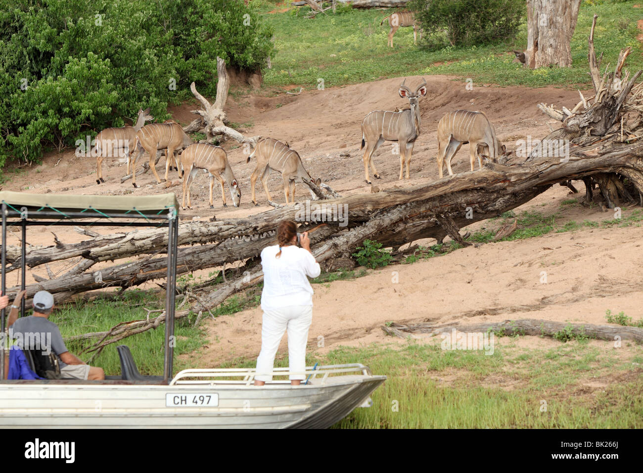 Un turista scatta una foto di Kudu wildlife da una barca sul fiume Chobe nel Parco Nazionale Chobe nel nord del Botswana Foto Stock