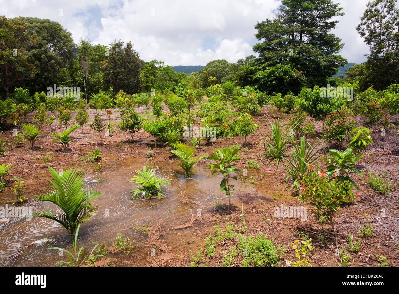 Pioggia piantare alberi forestali in il Daintree come parte di un offset di  carbonio progetto, Australia Foto stock - Alamy