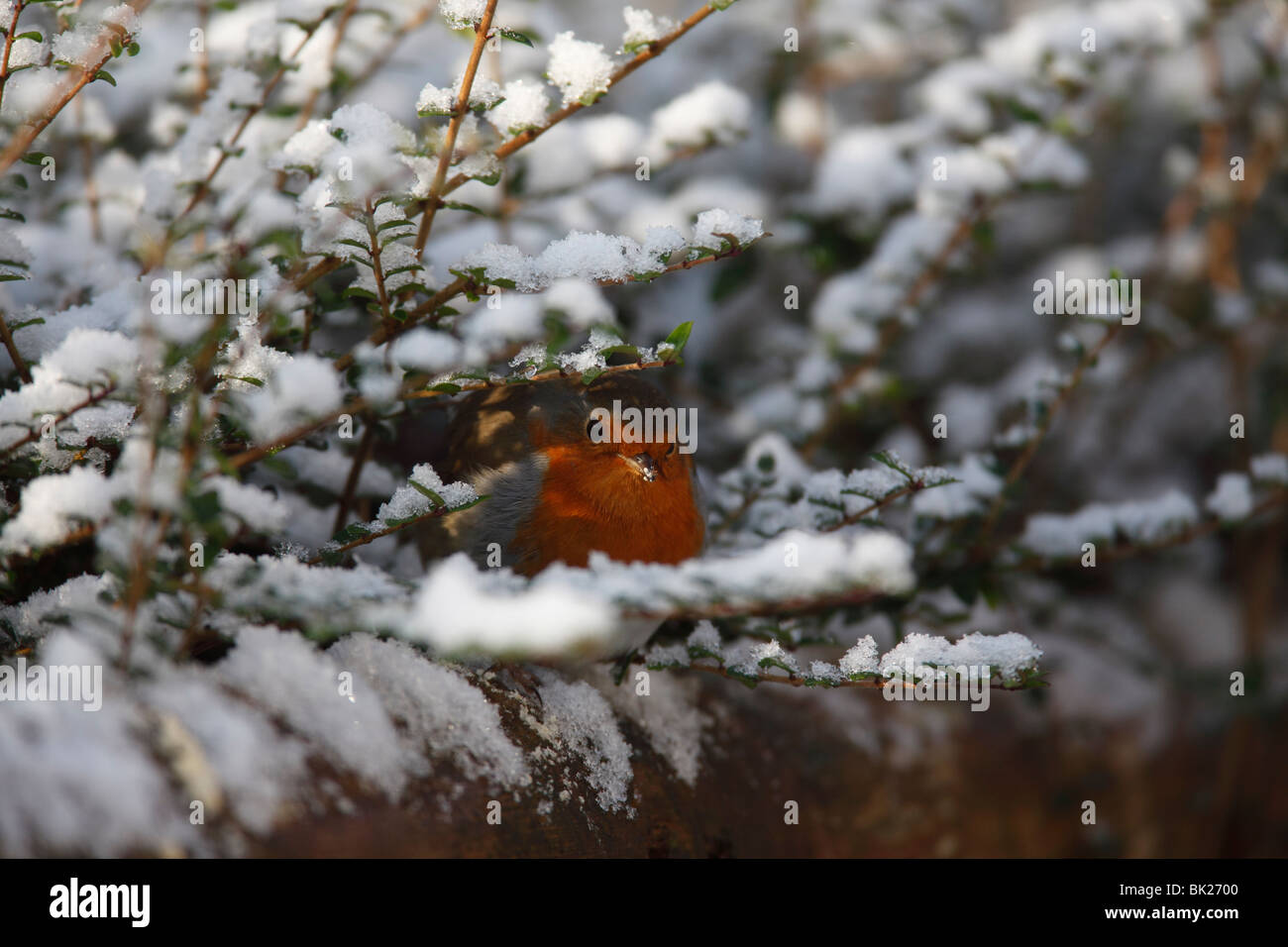 Robin (Erithacus rubecula) si appollaia in coperta di neve hedge Foto Stock