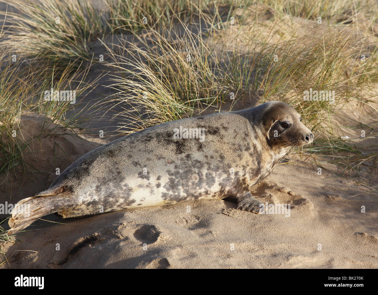 Guarnizione grigio (Halichoerus grypus) mucca tra le dune di sabbia Foto Stock