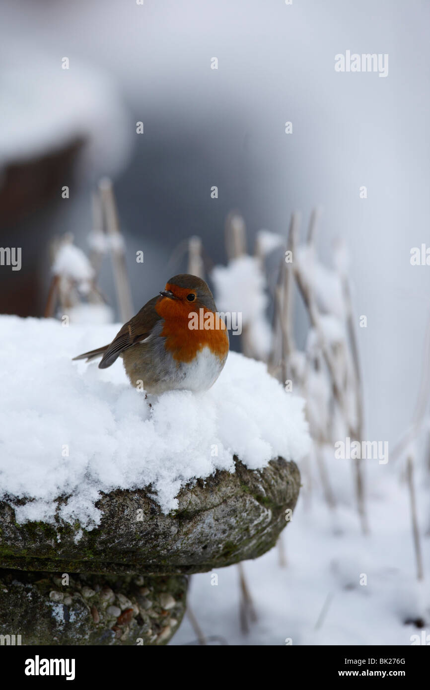Robin (Erithacus rubecula) appollaiate su Bagno uccelli Foto Stock