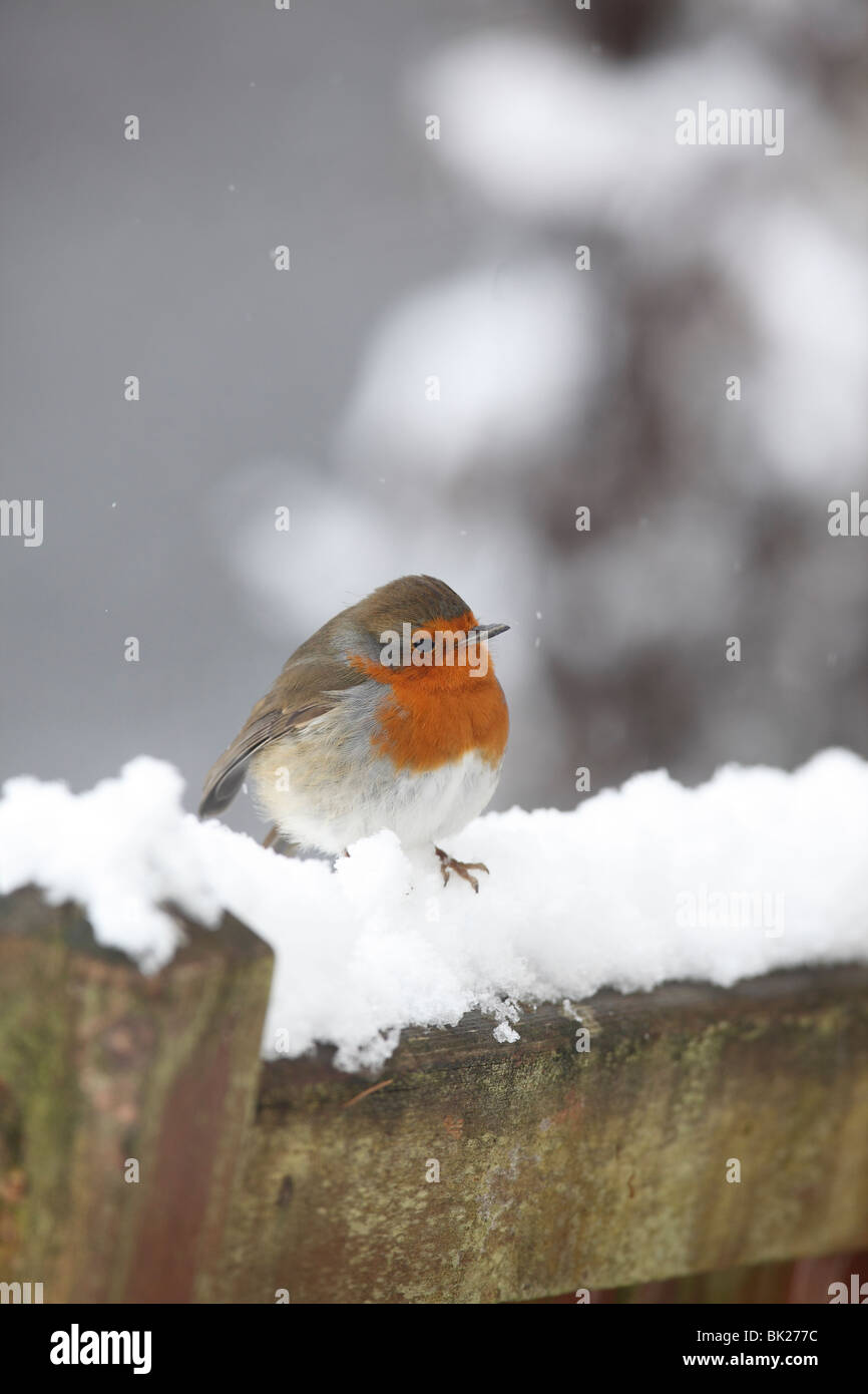 Robin (Erithacus rubecula) appollaiate su strade coperte di neve per sedia da giardino Foto Stock