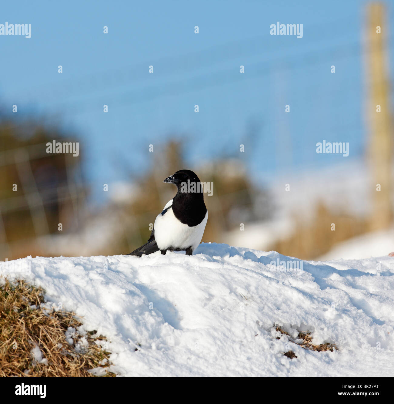 Gazza (Pica pica) in cerca di cibo nella neve Foto Stock