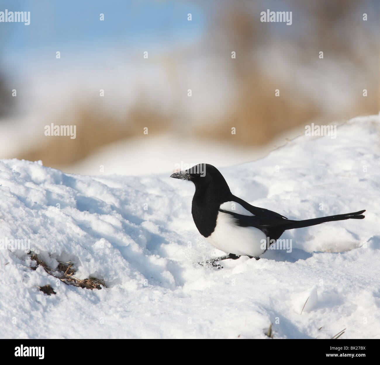 Gazza (Pica pica) in cerca di cibo nella neve Foto Stock