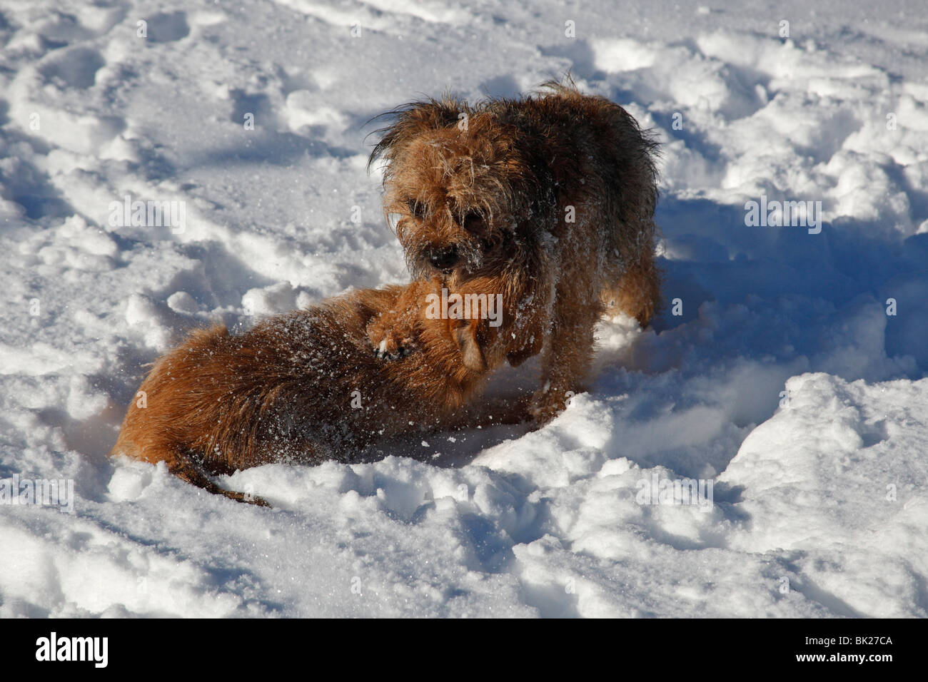 Border terrier giocare nella neve Foto Stock