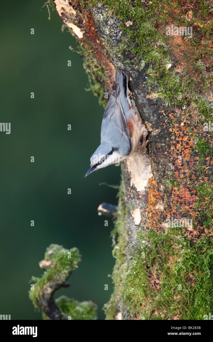 Picchio muratore (Sitta europaea) appollaiate su dead faggio Foto Stock