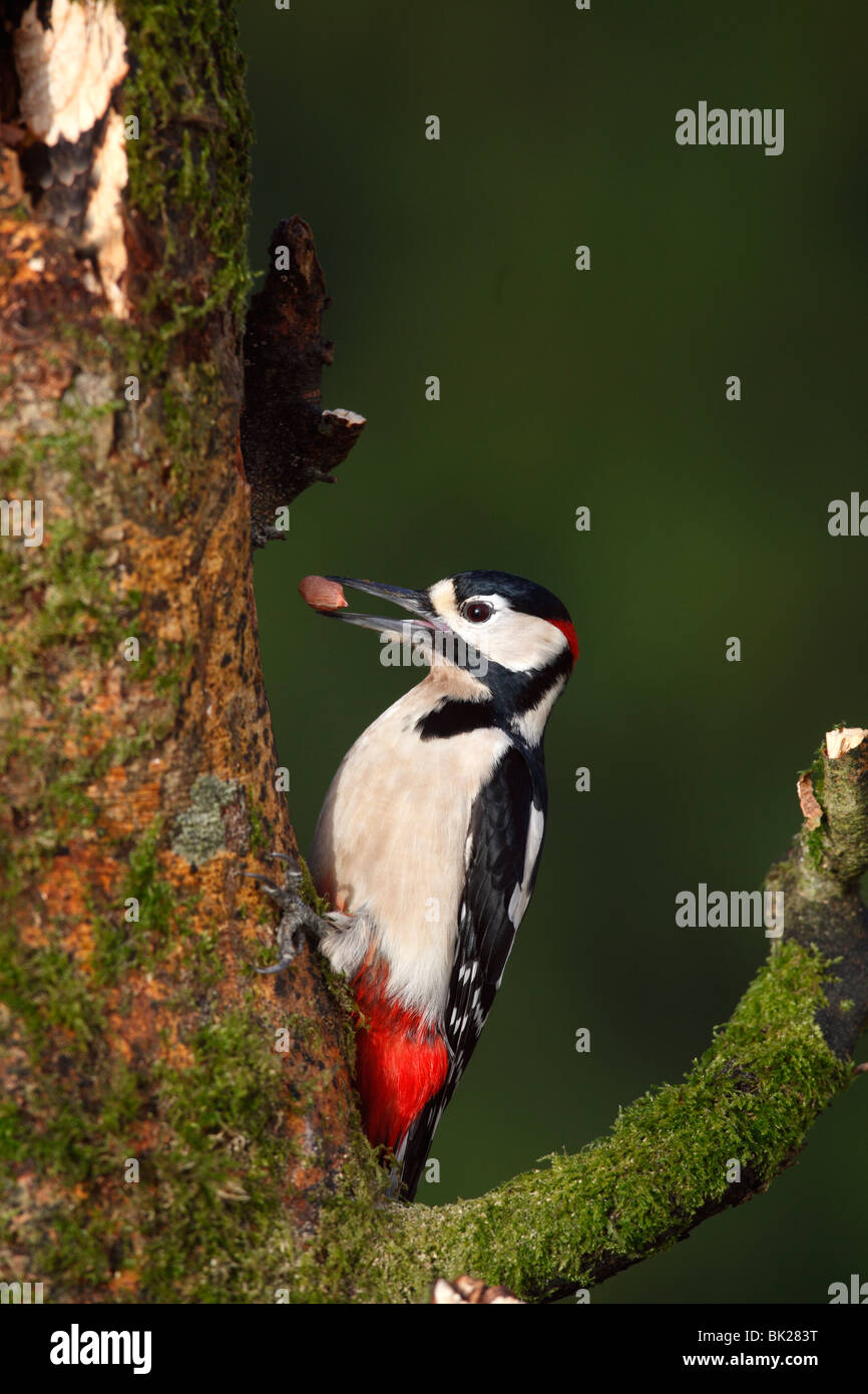 Picchio rosso maggiore (Dendrocopus major) maschio appollaiate sul moncone con arachidi Foto Stock