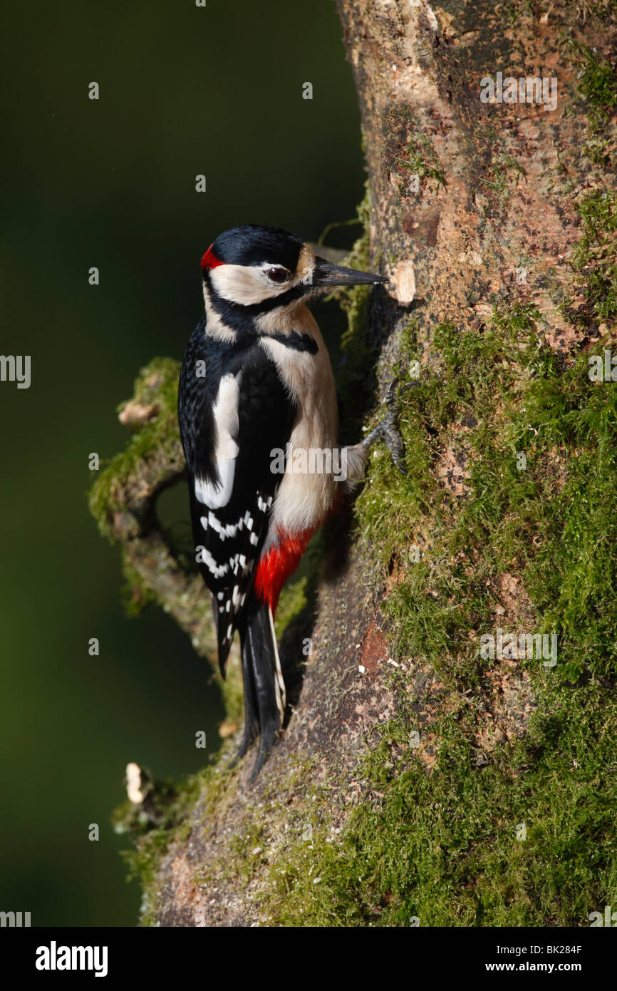 Picchio rosso maggiore (Dendrocopus major) maschio in cerca di cibo in dead faggio Foto Stock