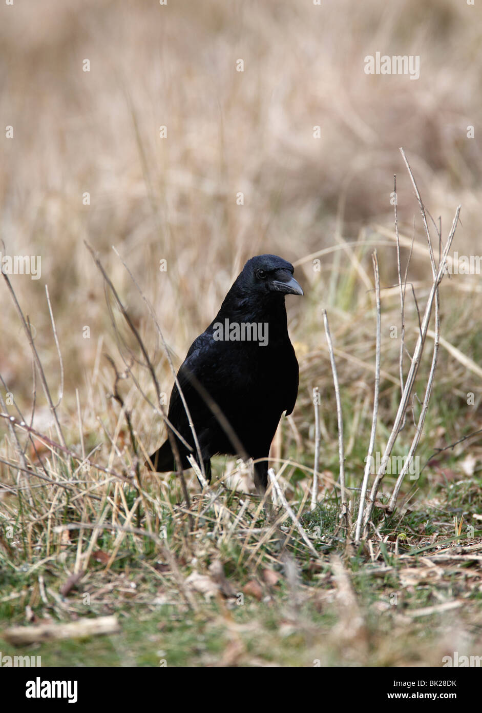 Carrion crow (Corvus corone) in piedi in erba lunga vista frontale Foto Stock