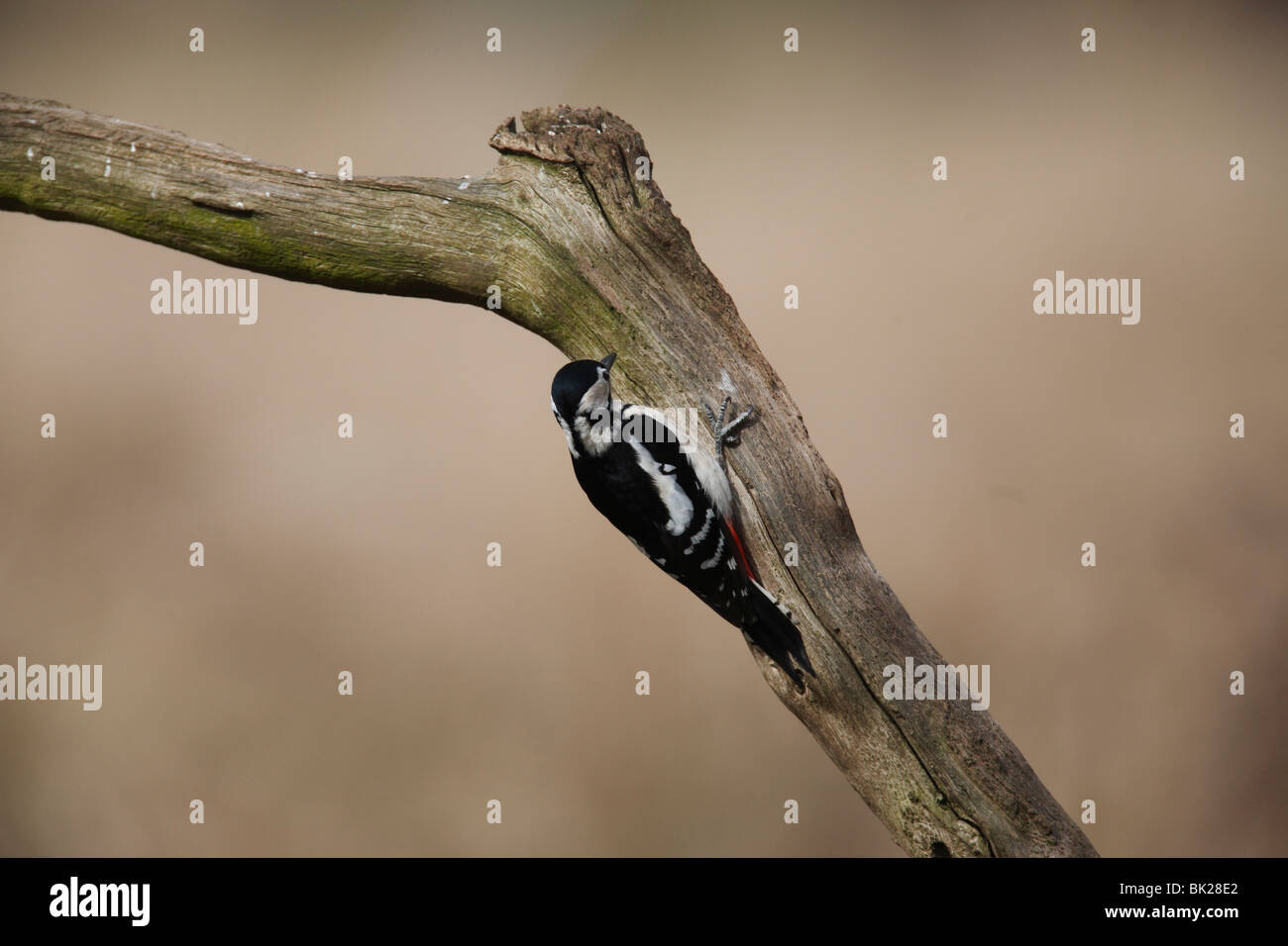 Picchio rosso maggiore(Dendrocopus major) femmina si appollaia su albero morto Foto Stock